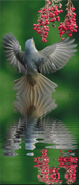Animated Animal, Water Reflection, Water Reflections, Reflection